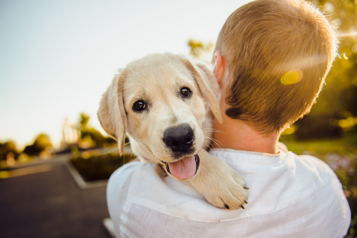 Happy yellow lab puppy being carried over the shoulder of young man
