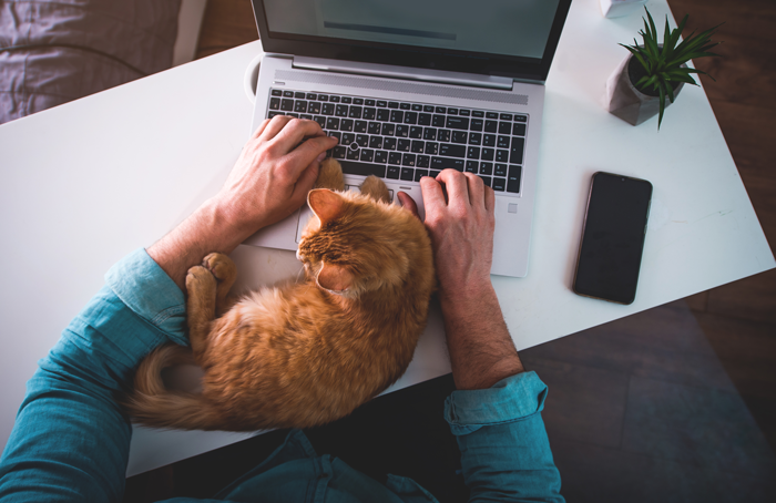 kitten laying on laptop keyboard while man is trying to use laptop